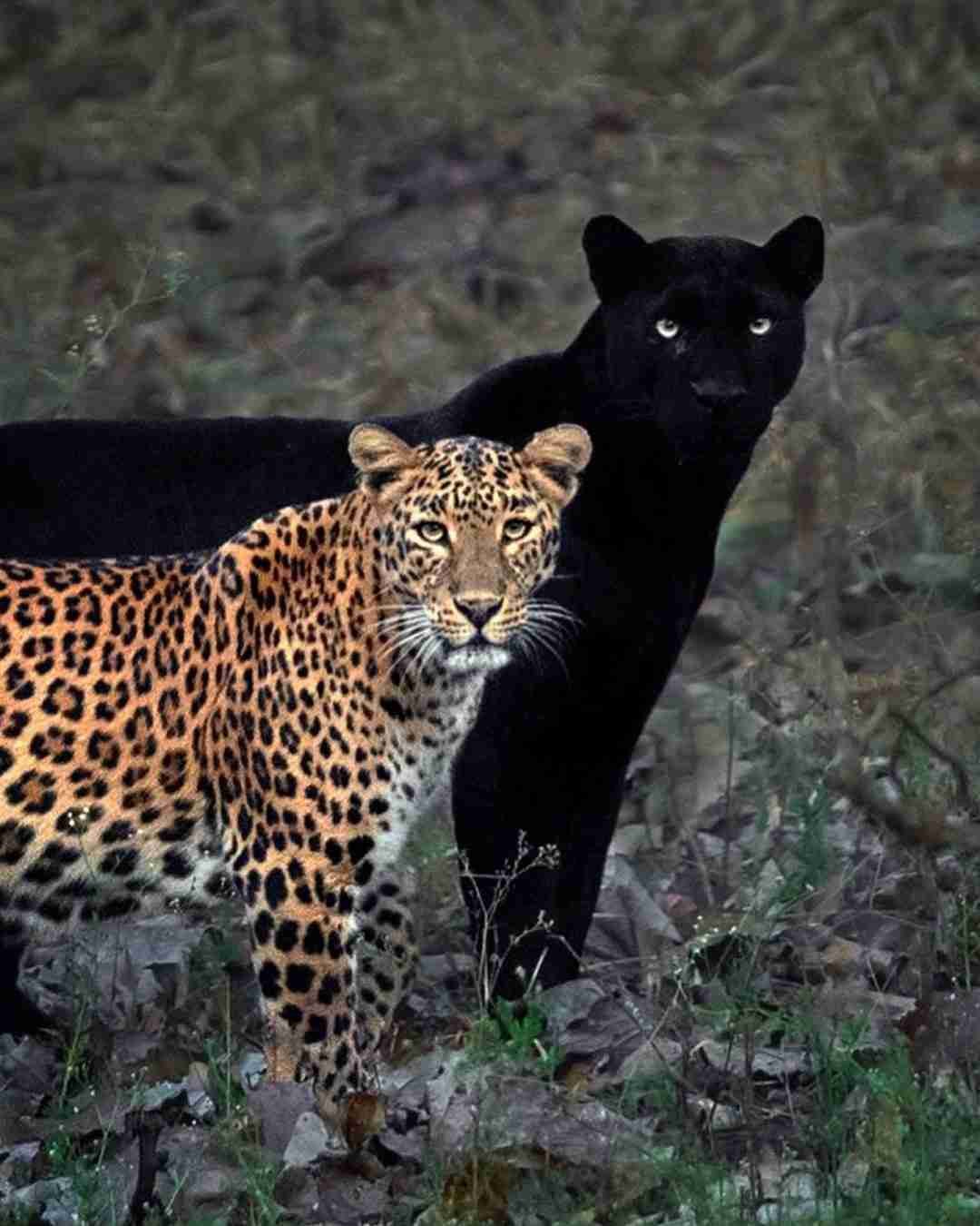 best jungle safari in dandeli Jungle-Safari