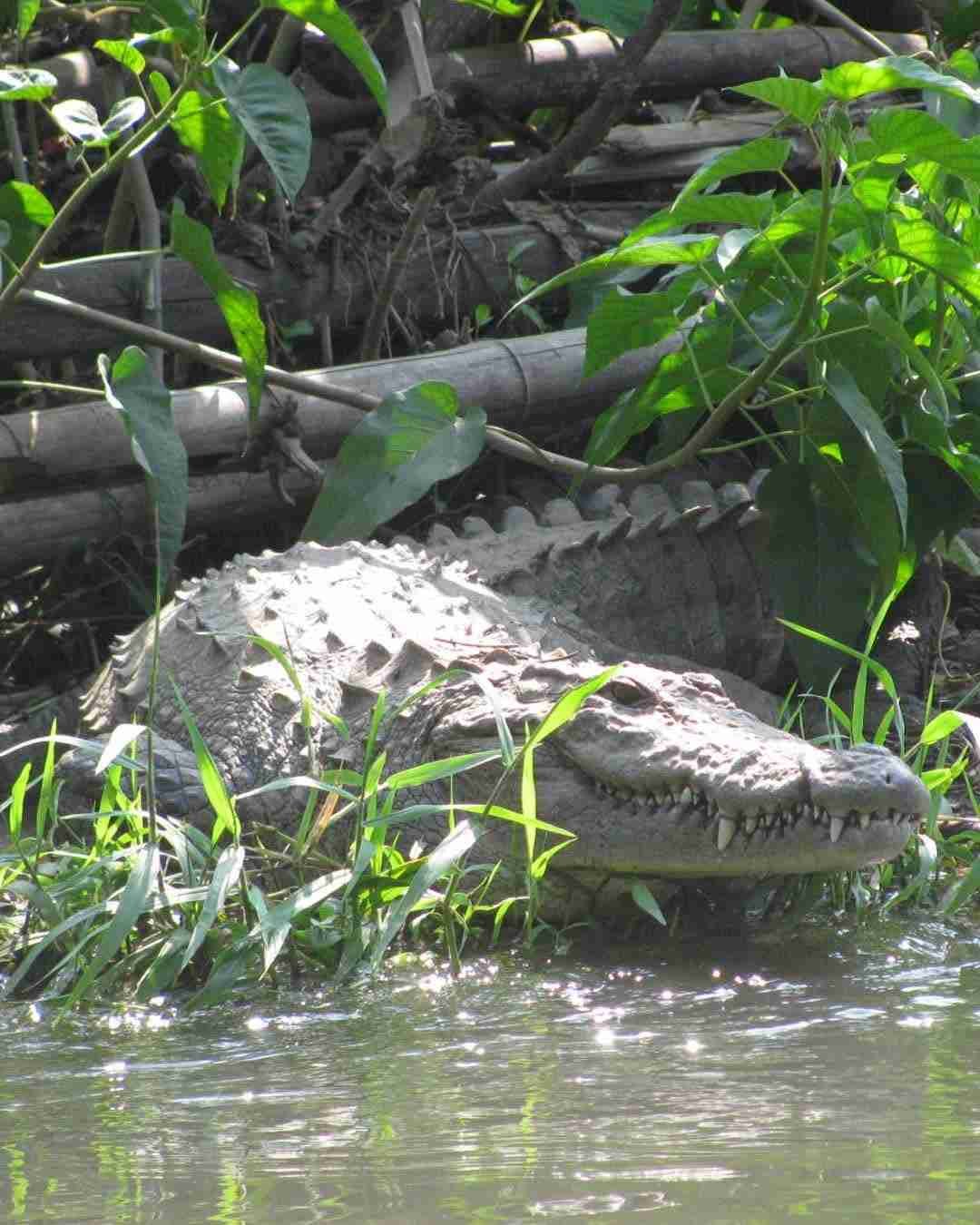 Dandeli Crocodile Park
